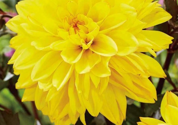 Dahlia hortensis Meteorite