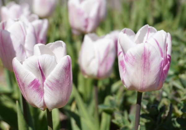 Tulipa, agra, vienk. z. Flaming Prince 11/12