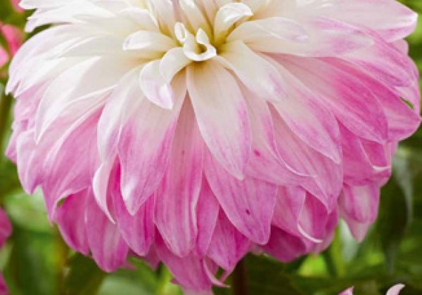 Dahlia hortensis Pink Petticoat