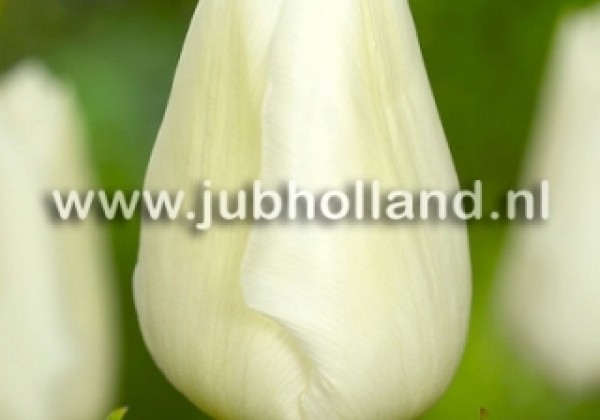 Tulipa, agra, vienk. z. White Prince 11/12