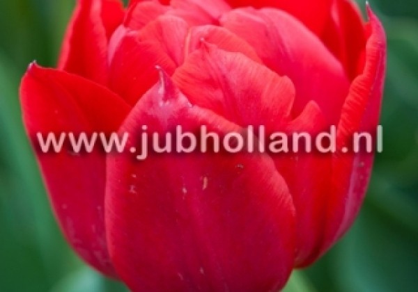Tulipa, agra, pild. z. Abba 11/12