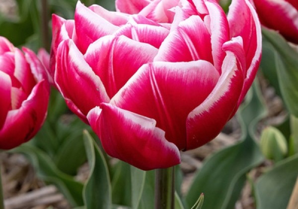 Tulipa, agra, pild. z. Columbus  12/+