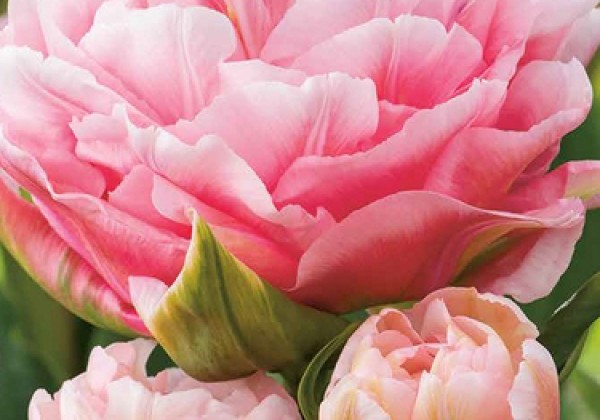 Tulipa, agra, pild. z. Dreamer 11/12