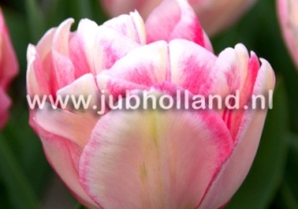 Tulipa, agra, pild. z. Foxtrot 11/12