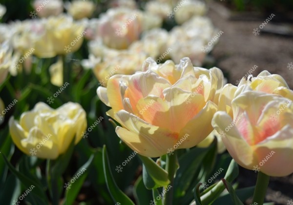 Tulipa, agra, pild. z. Foxy Foxtrot 12/+