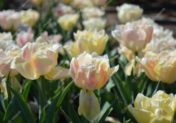 Tulipa, agra, pild. z. Foxy Foxtrot 12/+