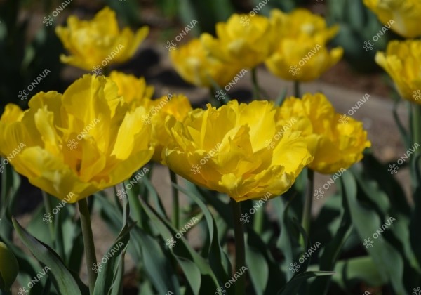 Tulipa, agra, pild. z. Marie Jo 12/+