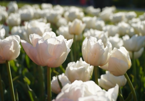 Tulipa, agra, pild. z. Mondial 12/+