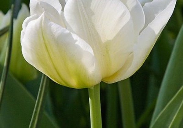 Tulipa, agra, pild. z. Northcap 12/+