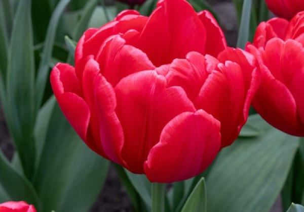 Tulipa, agra, pild. z. Red Foxtrot  12/+