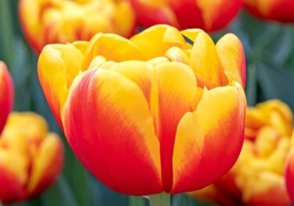 Tulipa, agra, pild. z. Shell 11/12