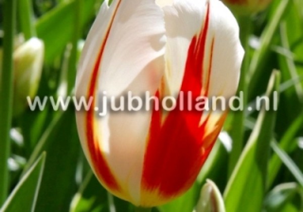 Tulipa, triumfa Carnaval de Rio 11/12