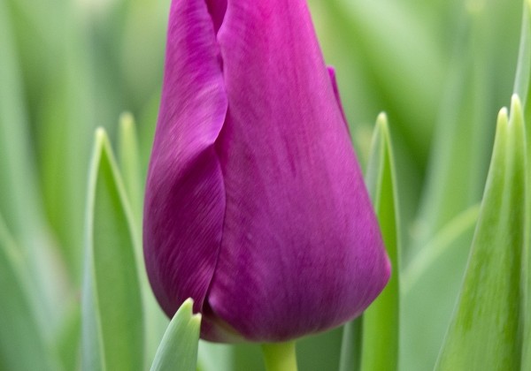 Tulipa, triumfa Embrace 12/+