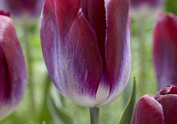 Tulipa, triumfa Kansas Proud 11/12
