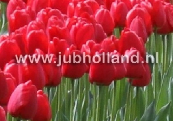 Tulipa, Darvina hibrīds Apeldoorn 11/12