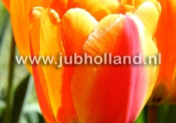 Tulipa, Darvina hibrīds Apeldoorn's Elite 12/+