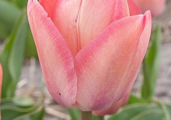 Tulipa, Darvina hibrīds Apricot Pride 11/12