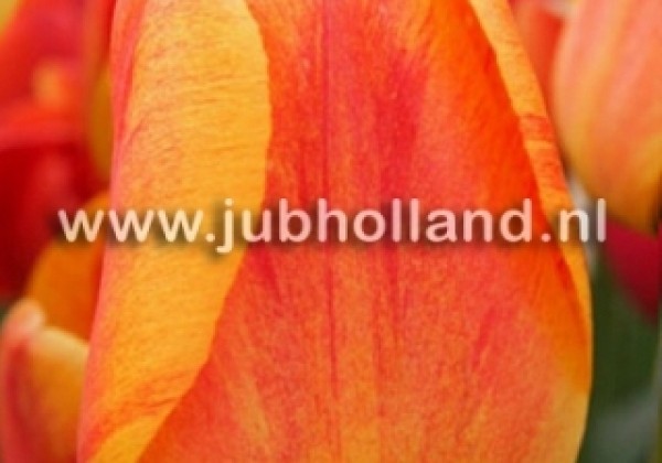 Tulipa, Darvina hibrīds Beauty of Apeldoorn 11/12