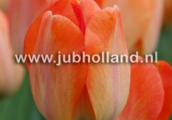 Tulipa, Darvina hibrīds Daydream 11/12
