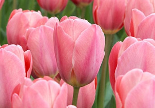 Tulipa, Darvina hibrīds Design Impression 12/+