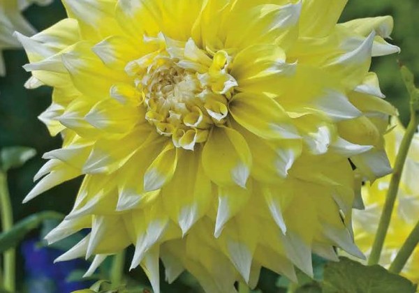 Dahlia hortensis Grand Prix