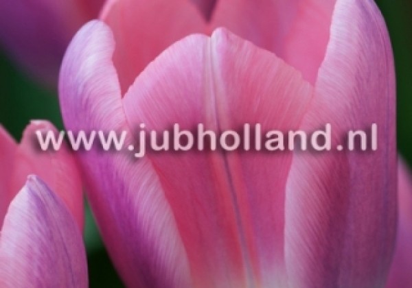 Tulipa, Darvina hibrīds Light and Dreamy 11/12