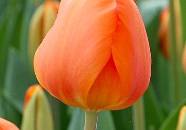 Tulipa, Darvina hibrīds Lighting Sun 12/+