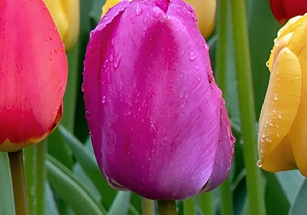 Tulipa, Darvina hibrīds Purple Pride 12/+