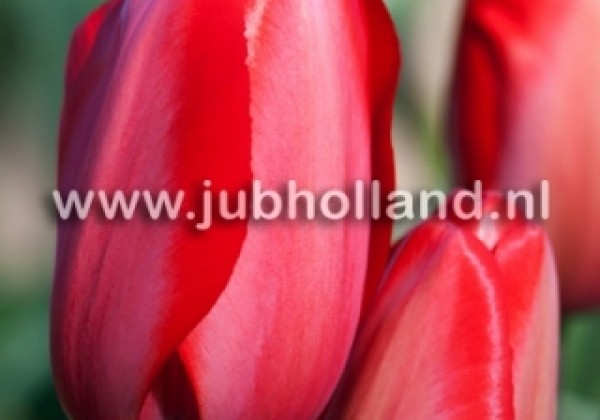 Tulipa, Darvina hibrīds Red Impression 12/+