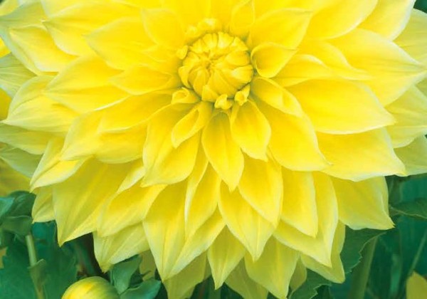 Dahlia hortensis Kelvin Floodlight