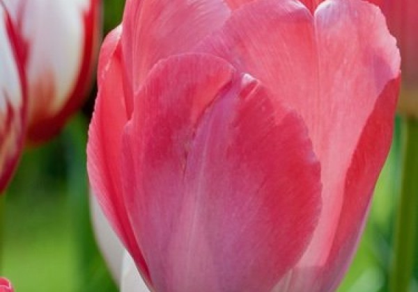 Tulipa, Darvina hibrīds Van Eijk 11/12