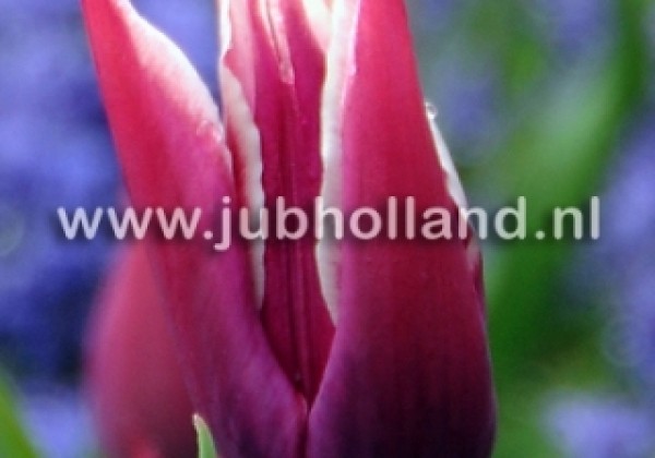 Tulipa, lilijziedu Claudia 11/12