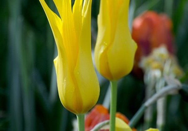 Tulipa, lilijziedu Flashback 12/+