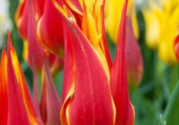 Tulipa, lilijziedu Fly Away 11/12