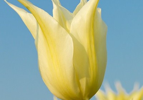 Tulipa, lilijziedu Johan Cruyff 11/12