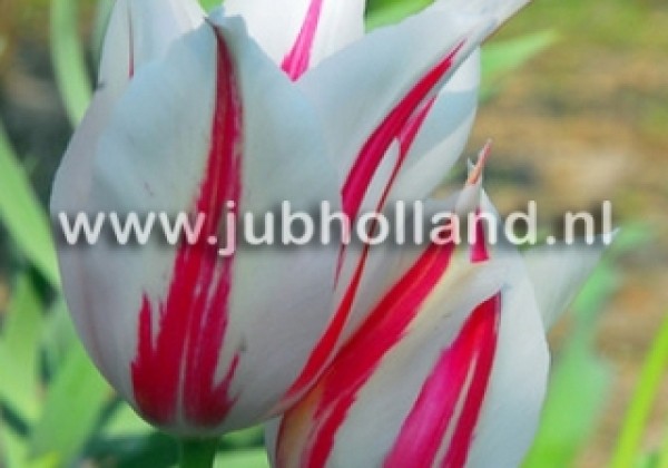 Tulipa, lilijziedu Marilyn 12/+
