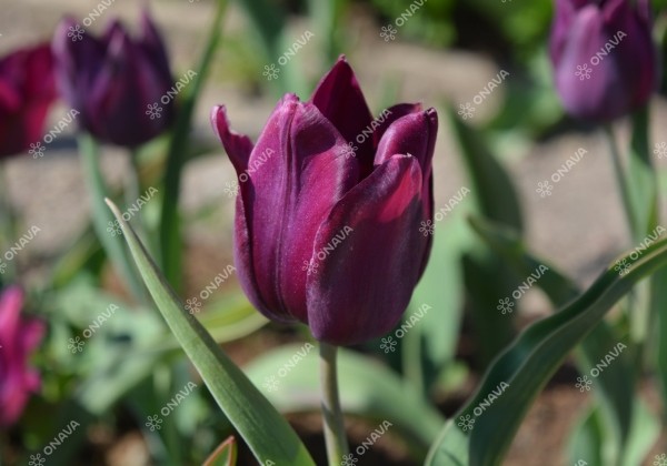 Tulipa, lilijziedu Merlot 11/12
