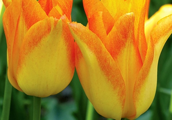 Tulipa, lilijziedu Moonblush 12/+