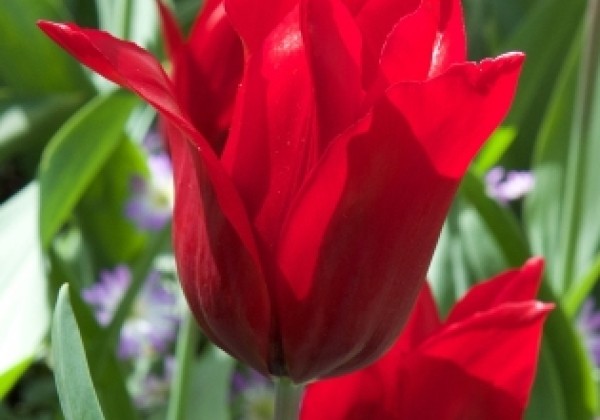 Tulipa, lilijziedu Pieter de Leur 12/+