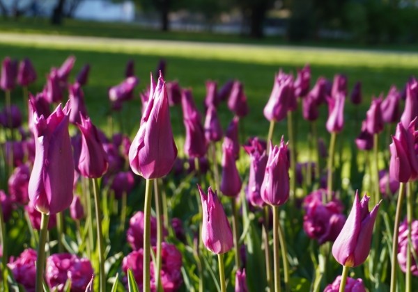 Tulipa, lilijziedu Purple Dream 11/12