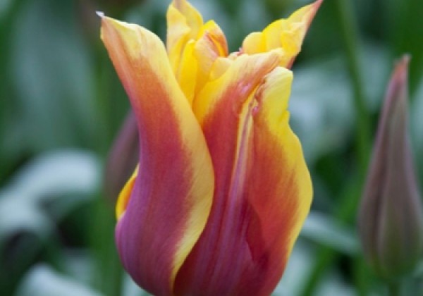 Tulipa, lilijziedu Sonnet 12/+