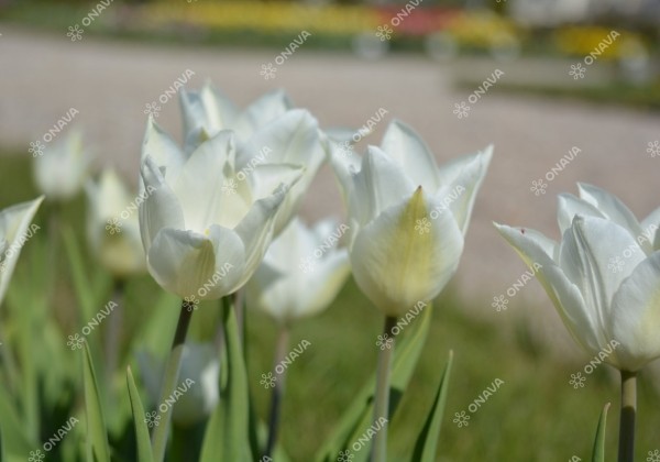 Tulipa, lilijziedu White Triumphator 11/12