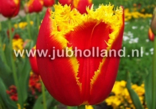 Tulipa, bārkstaina Davenport 12/+