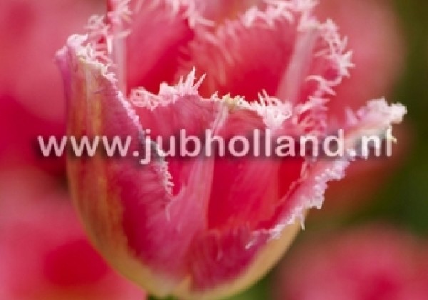 Tulipa, bārkstaina Fancy Frills 12/+