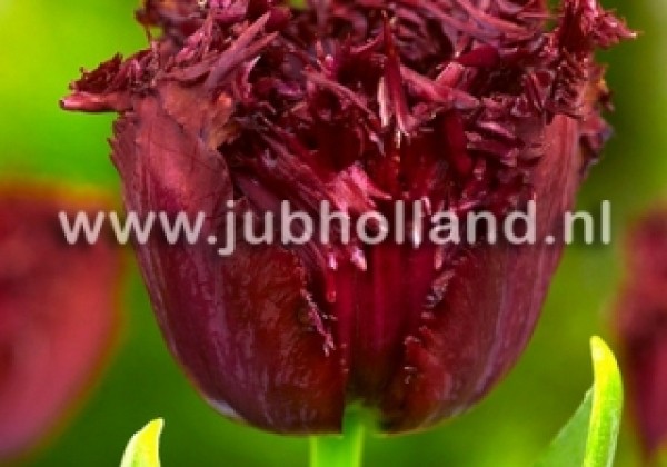 Tulipa, bārkstaina Labrador 12/+