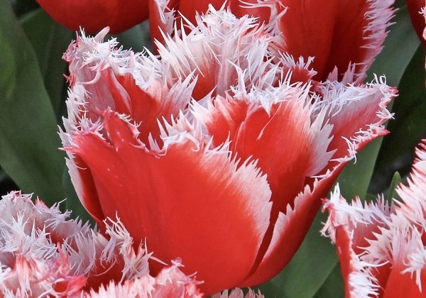 Tulipa, bārkstaina New Santa 11/12