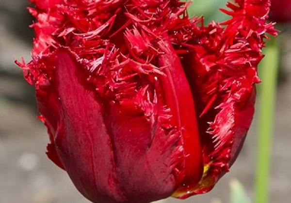 Tulipa, bārkstaina Versaci 11/12