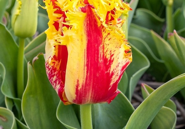 Tulipa, bārkstaina The Phantom 12/+