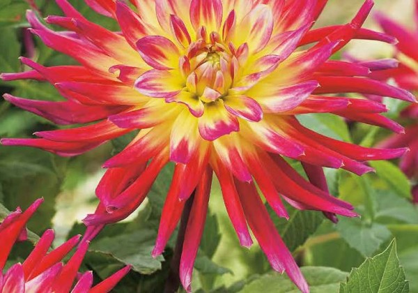 Dahlia hortensis Bora Bora