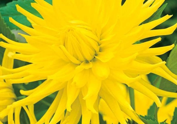 Dahlia hortensis Kennemerland